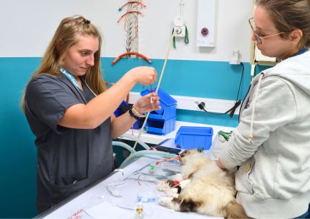 Interne pratiquant soins urgences sur chat